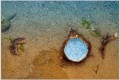 araigne bleue